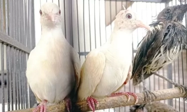 20 Ekor Burung Asal Malaysia Ditahan Balai Karantina, Satwa Diselundupkan Tanpa Dokumen Resmi