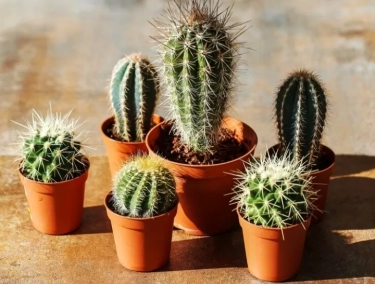 Punya Tanaman Kaktus di Rumah? Ikuti 3 Tips Berikut untuk Merawatnya dengan Baik