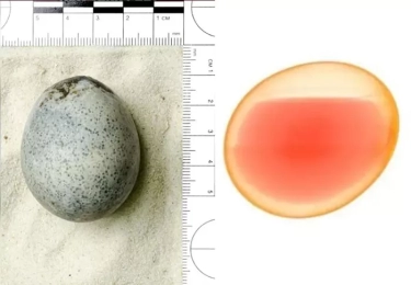 Sangat Langka! Telur Berusia 1.700 Tahun yang Masih Mengandung Kuning Telur dalam Bentuk Cair Utuh Ditemukan di Inggris