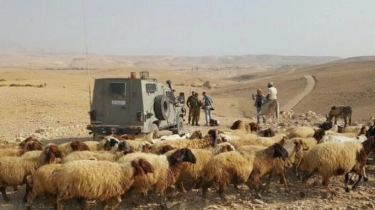 Pemukim Israel Curi 400 Domba dari Warga Palestina di Hebron, Sang Pemilik Bisa Rebut Kembali