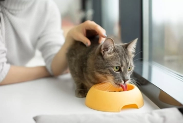Bolehkah Kucing Makan Sayuran? Intip Fakta Lengkap yang Harus Diketahui Pemilik Kucing