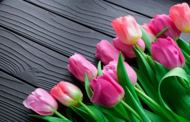 5 Manfaat Bunga Tulip untuk Kesehatan yang Belum Diketahui, Salah Satunya Memiliki Sifat Anti Penuaan