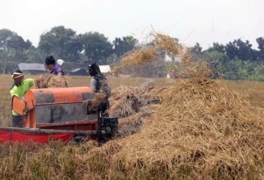 Pemerintah Sebut Food Estate di Kabupaten Pulang Pisau Kalimantan Tengah Masuk Musim Panen