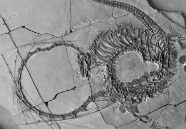 Fosil Naga China yang Diperkirakan Berusia 240 Juta Tahun dengan Panjang Tak Biasa Ditemukan di Tiongkok Selatan