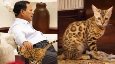 Fakta Tentang Kucing Penting Prabowo Subianto yang Ikut Pertemuan dengan Gibran Rakabuming Raka: Harganya Selangit!