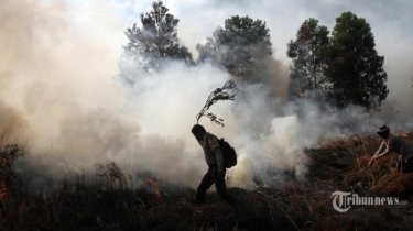 MUI Terbitkan Fatwa Hukum Deforestasi, Membakar Hutan Hukumnya Haram