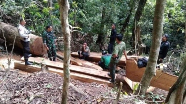 MUI Terbitkan Fatwa Haram Praktik Deforestasi dan Penebangan Hutan
