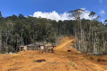 Hutan Alam Kalimantan Selatan Terancam Makin Digerogoti Program Biomassa Kayu