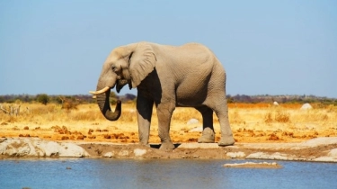 Hentikan Kekejaman Terhadap Gajah, Pengadilan Negara Ini Keluarkan Putusan Tegas
