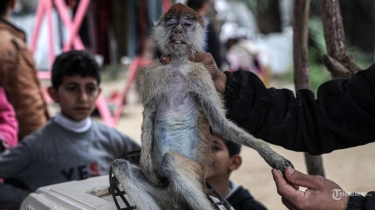 Bukan Cuma Manusia, Tumbuhan dan Hewan di Gaza Juga Jadi Sasaran Pembantaian Israel
