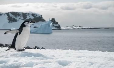 Penyakit Mematikan Flu Burung Ditemukan di Antartika dan Mengancam Koloni Penguin