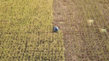 Contract Farming di Thailand Bikin Beras Melimpah, Sempat Jadi Program Anies