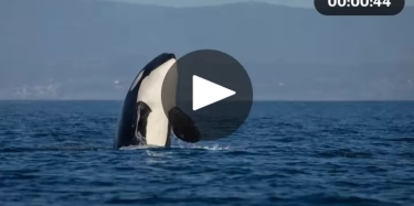 Seekor Orca Terlihat Memangsa Hiu Putih Besar di Lepas Pantai Afrika Selatan