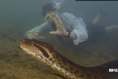 Spesies Baru Anaconda Ular Terbesar di Dunia Ditemukan di Hutan Amazon, Panjang Lebih dari 6 Meter