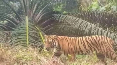 Harimau Ternyata Doyan Makan Durian, Ini Penjelasannya