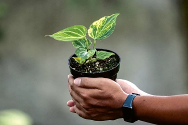 Kemewahan Anthurium Variegata dalam Growth Box: Tahan terhadap Jamur, Warna dan Daun Lebih Bagus
