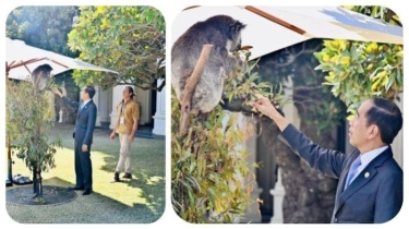 Tengok saat Jokowi Berinteraksi dengan Koala di Sela-sela KTT Khusus ASEAN-Australia