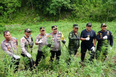 BNN Musnahkan 7 Ton Ganja Siap Panen dari Lahan di Aceh Besar