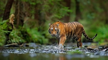 Ngeri! Dua Warga Lampung Tewas Diterkam Harimau, Korban Ketiga Selamat