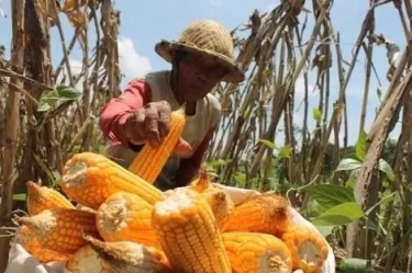 Pemerintah Setop Impor Jagung, Janji Bakal Serap Jagung Hasil Produksi Dalam Negeri