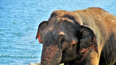 Aktivis Lingkungan Geram! Gajah Kesakitan Terkapar di Jalan Usai Ditabrak Porsche di Malaysia