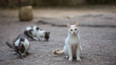 Ratusan Kucing di Bandung Pingsan Setelah Jalani Sterilisasi Massal