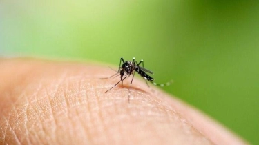 Alasan Kemenkes Baru Terapkan Pilot Project Nyamuk Ber-Wolbhacia di Lima Kota di Indonesia