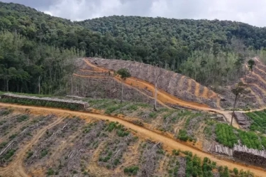 Auriga Nusantara: Deforestasi di Indonesia Capai 257.384 Hektare sepanjang 2023, Terluas Terjadi di Kalimantan
