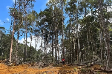 Kerusakan Hutan Alam di Gorontalo Disebut Semakin Parah Dipicu Pembangunan HTE untuk Biomassa