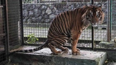 Bikin Warga Was-was, Harimau Terekam CCTV Tercebur di Bendungan: Jangan Dibunuh!