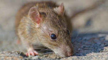 Leptospirosis Penyakit Urin Tikus, Dapat Sebabkan Kematian, Kenali Bahayanya
