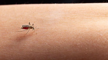 Tips Cegah Komplikasi hingga Kematian Demam Berdarah Dengue