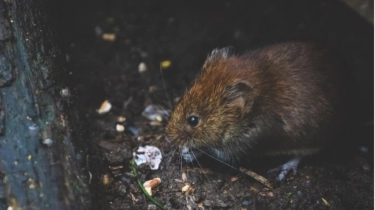 Benarkah Rumah Banyak Tikus dan Kecoak Bisa Bikin Penghuninya Mudah Kena Santet?