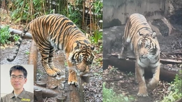 Bulan & Mimpi, Harimau Sumatera di Kebun Binatang Ueno Tokyo Jepang Kini Punya 4 Ekor Anak