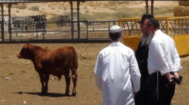 Temple Institute Israel Mau Gelar Ritual Kurban Sapi Merah di Idul Fitri, Kuil Yahudi Dibangun Lagi?