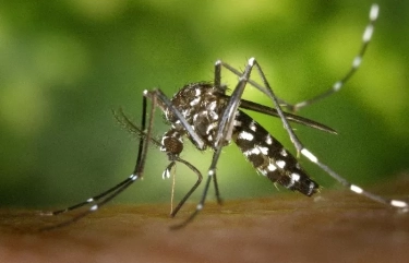 4 Tips Mencegah Demam Berdarah, Salah Satunya Musnahkan Habitat Nyamuk