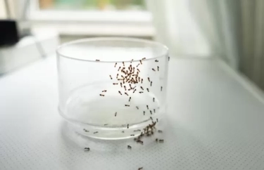 5 Cara Ampuh Mengusir Semut dari Rumah Anda dengan Bahan Alami, Salah Satunya Menggunakan Garam
