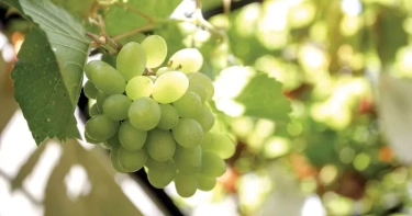 3 Manfaat Buah Anggur Hijau untuk Kesehatan dan Cara Mengonsumsinya