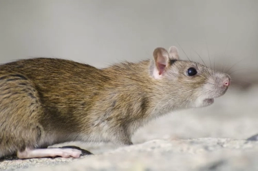 7 Cara Mudah dan Efektif untuk Mengusir Tikus, Mulai dari Rempah hingga Gelombang Suara