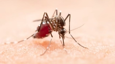 Kemenkes Tegaskan Wolbachia Tidak Picu Keganasan Nyamuk Aedes Aegypti Penyebab DBD