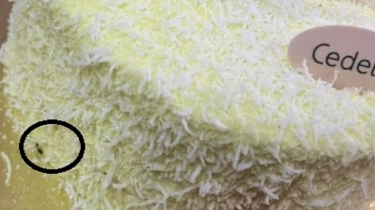 Betapa Kagetnya Pria Singapura Ini, Temukan Anak Kecoa Berkeliaran di Cake yang Baru Dibeli