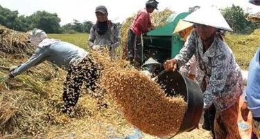Harga Gabah Kering Panen untuk Bulog Naik Jadi Rp 6.000 Per Kg
