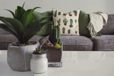 6 Manfaat Menjadi Alasan Merawat Kaktus Di Dalam Rumah, Salah Satunya Meningkatkan Mood