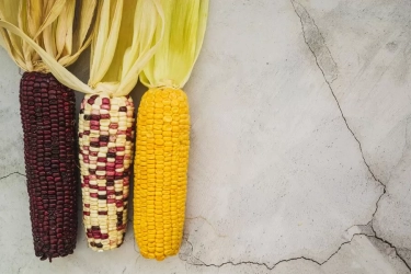 Tidak Mesti Kuning, Jagung Ungu Juga Memberikan Banyak Manfaat Bagi Kesehatan, Jaga Kesehatan Jantung hingga Cegah Kanker