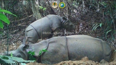 Satu Individu Badak Jawa Berhasil Terekam Kamera di TN Ujung Kulon, Diduga Anakan Baru