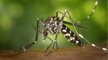 Mengenal Dengue Shock Syndrome, Komplikasi DBD yang Bikin Risiko Kematian Meningkat