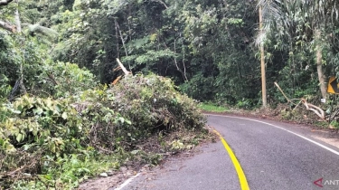 10 Arti Mimpi Tertimpa Pohon Tumbang: Bakal Ada Kejutan Menyakitkan!