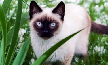 Mulai Angora hingga Norwegian, Berikut 10 Kucing Tercantik di Dunia yang Memukau Mata Pecintanya