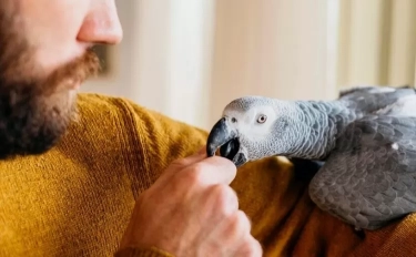 17 Makanan Manusia yang Tidak Boleh Diberikan pada Burung, Berikan Sedikit Bisa Sebabkan Masalah Fatal