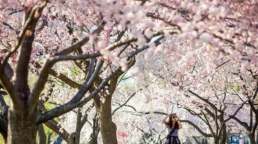 Bak Tak Ada Adab, Viral Wisatawan Indonesia Diduga Rusak Pohon Sakura di Jepang